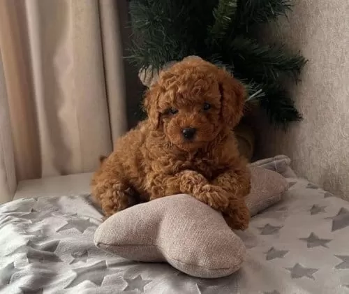 Antialerjik Toy Poodle Kızıl Kahve Yavrular