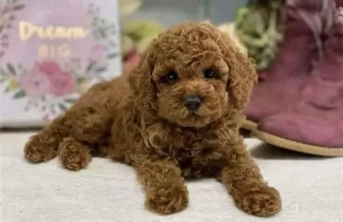 Red Brown Renkli Mikro Poodle Yavrular