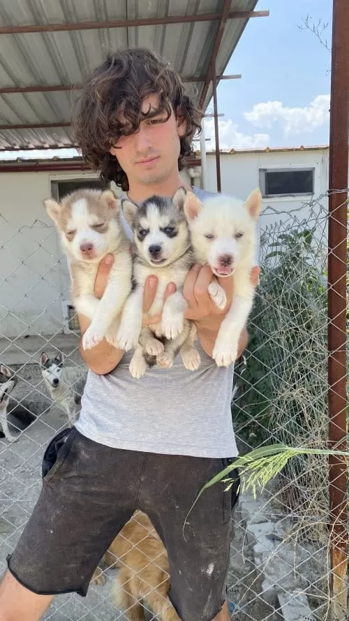 Irk Garantili Husky Yavrularımız