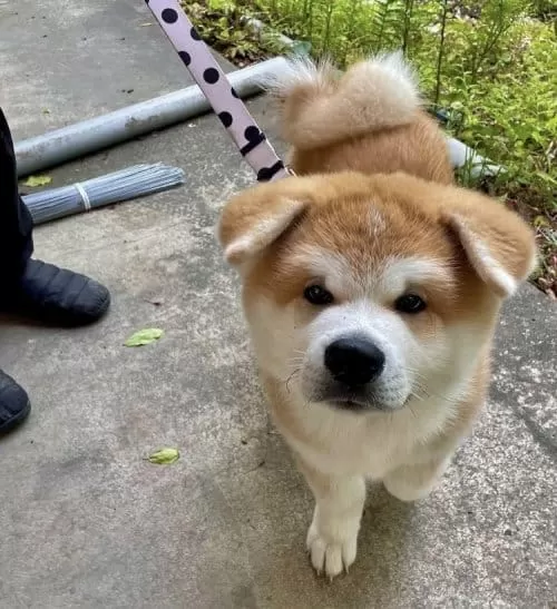 Resmi Işletmeden Japon Akita Yavrularımız