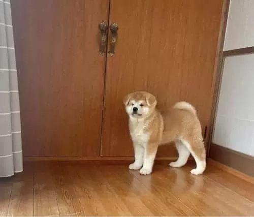 Resmi Işletmeden Japon Akita Yavrularımız