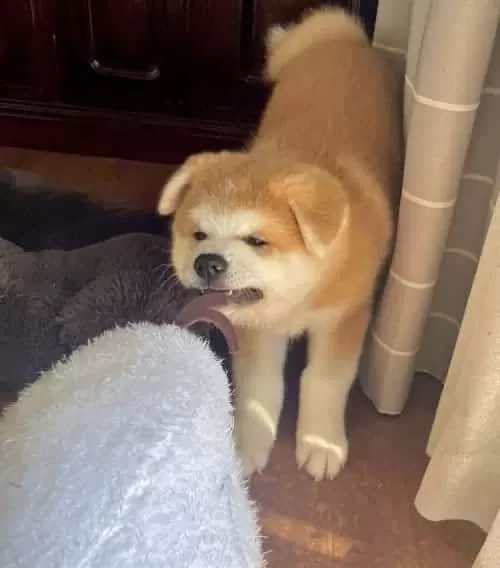 Resmi Işletmeden Japon Akita Yavrularımız