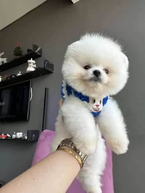 Pomeranian Boo Boncuk Surat