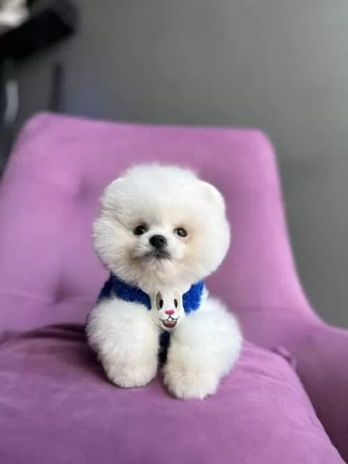 Pomeranian Boo Boncuk Surat