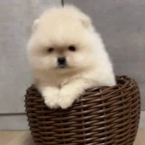 Lüksün Tüylü Hali Orjinal Pomeranian Yavrular