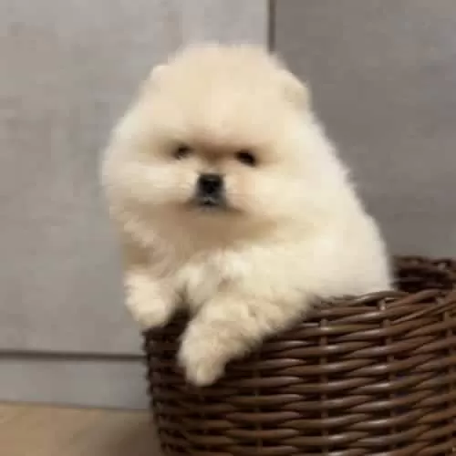 Lüksün Tüylü Hali Orjinal Pomeranian Yavrular