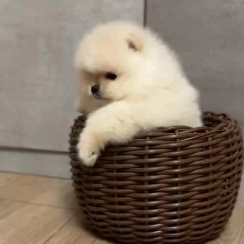 Lüksün Tüylü Hali Orjinal Pomeranian Yavrular