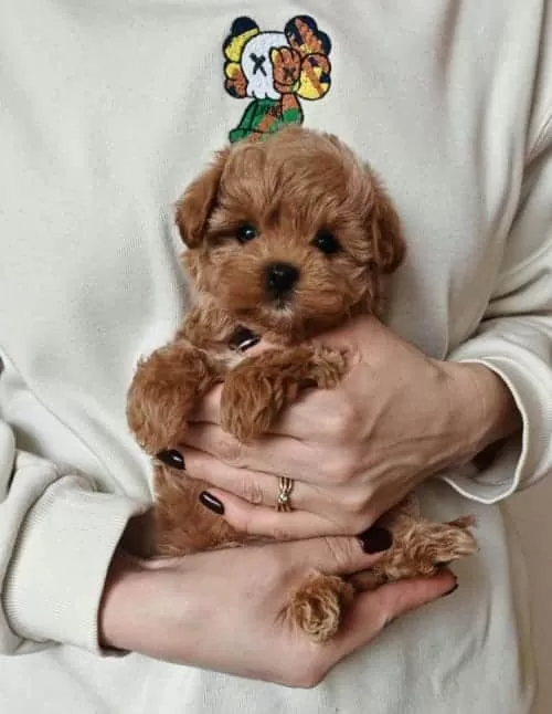 Bebek Surat Maltipoo Yavrularımız
