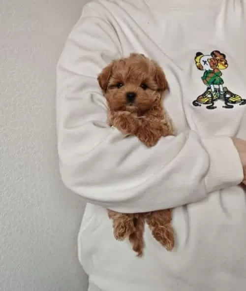 Bebek Surat Maltipoo Yavrularımız