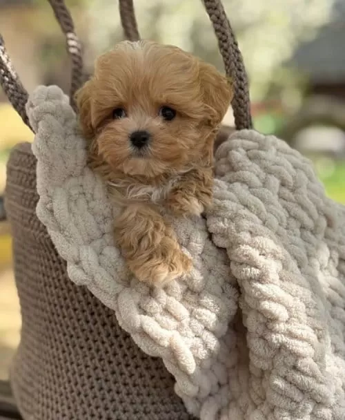 Tüy Dökmez Koku Yapmaz Maltipoo