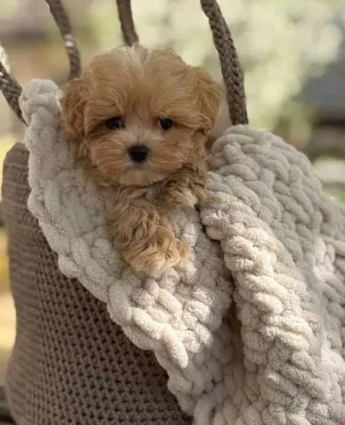 Tüy Dökmez Koku Yapmaz Maltipoo