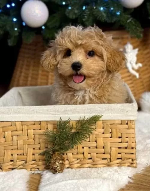 Zeki Ve Eğitilebilir Maltipoo Yavrular