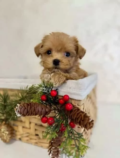 Tüy Dökmeyen Maltipoo Mini Yavrular