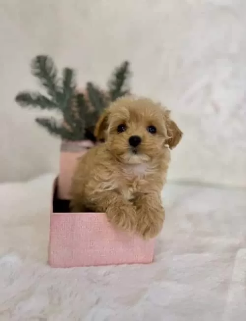 Çocuklu Ailelerle Uyumlu Maltipoo Yavrular