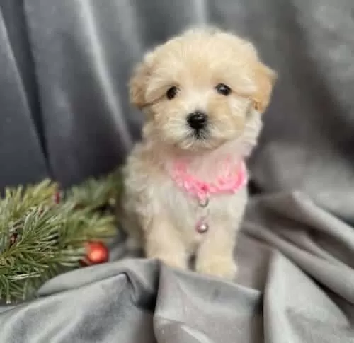 Teslime Hazır Maltipoo Bebekler