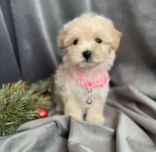 Teslime Hazır Maltipoo Bebekler