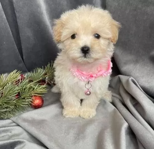 Teslime Hazır Maltipoo Bebekler