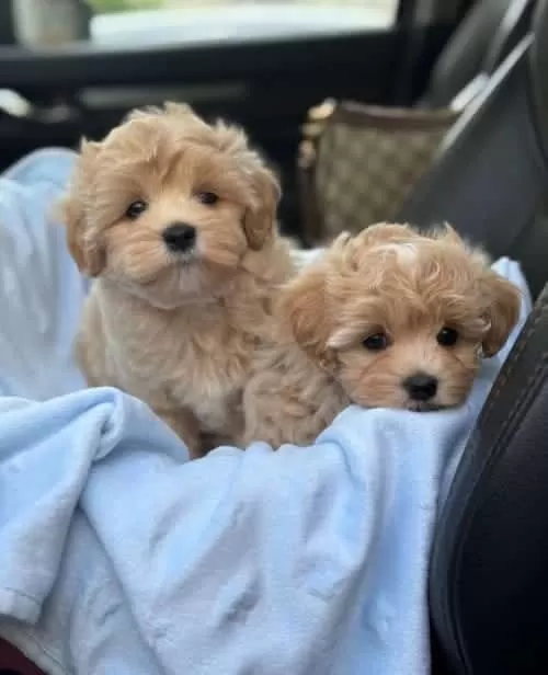 Show Kalite Maltipoo Dizayn Irk