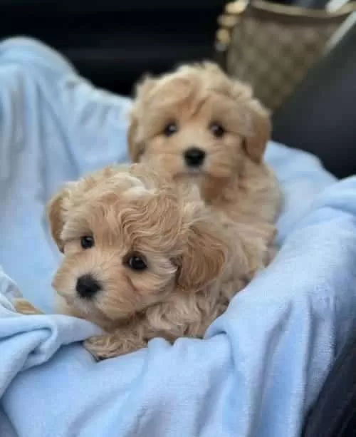 Show Kalite Maltipoo Dizayn Irk