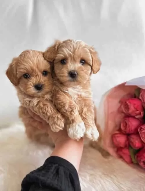 Küçük Irk Maltipoo Şirin Yavrular