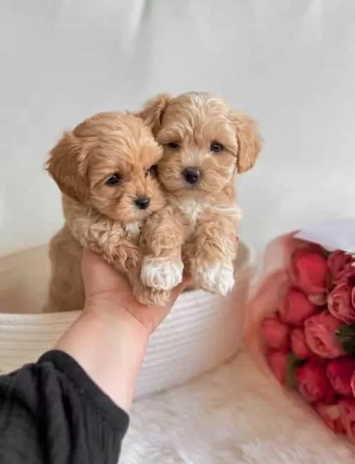 Küçük Irk Maltipoo Şirin Yavrular