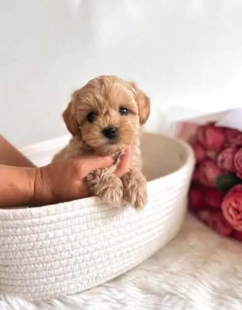 Küçük Irk Maltipoo Şirin Yavrular
