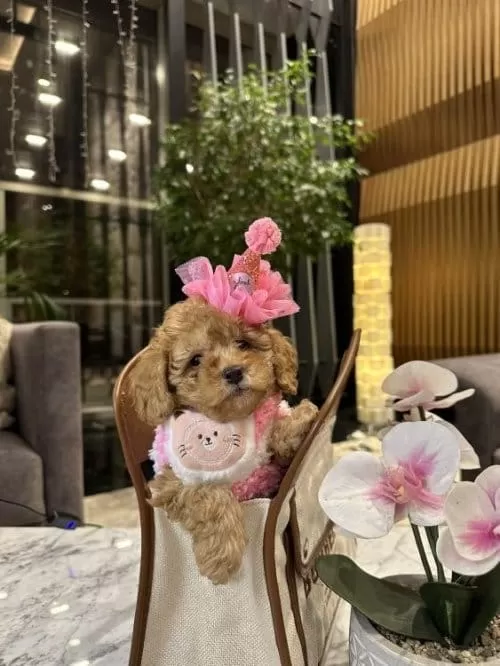 Orjinal Birbirinden Tatlı Toy Poodle Yavruları