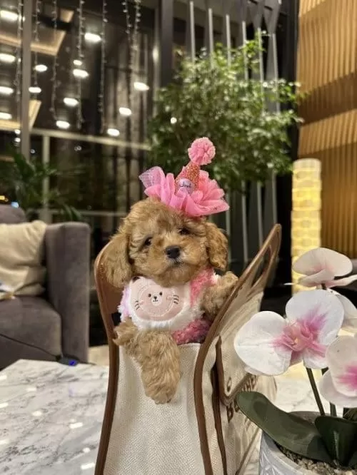 Orjinal Birbirinden Tatlı Toy Poodle Yavruları