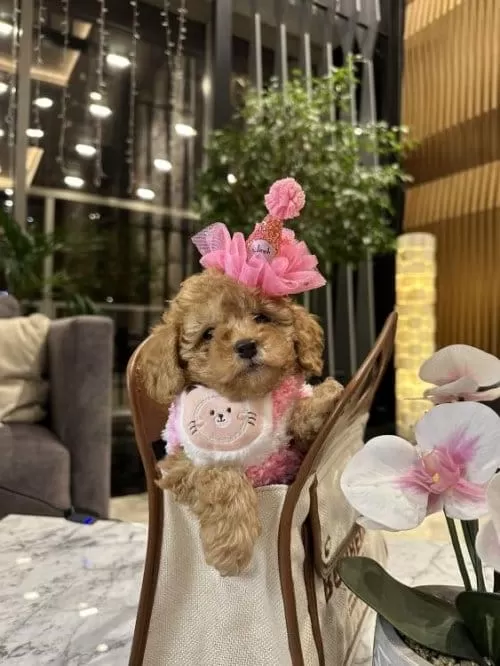 Orjinal Birbirinden Tatlı Toy Poodle Yavruları