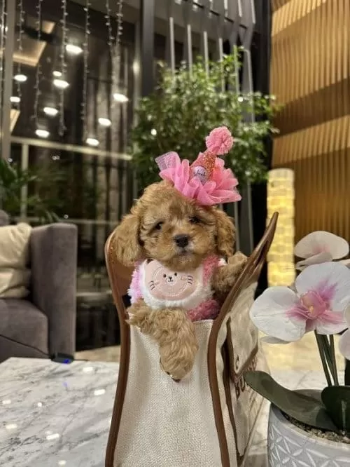 Orjinal Birbirinden Tatlı Toy Poodle Yavruları