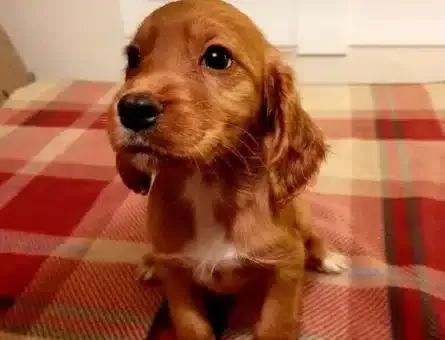 Minicik Cocker Yavruları