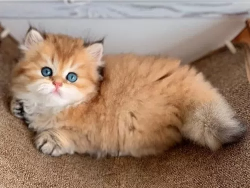 Efsane Güzellikteki Golden British Longhair Ny12