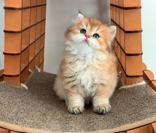 Efsane Güzellikteki Golden British Longhair Ny12