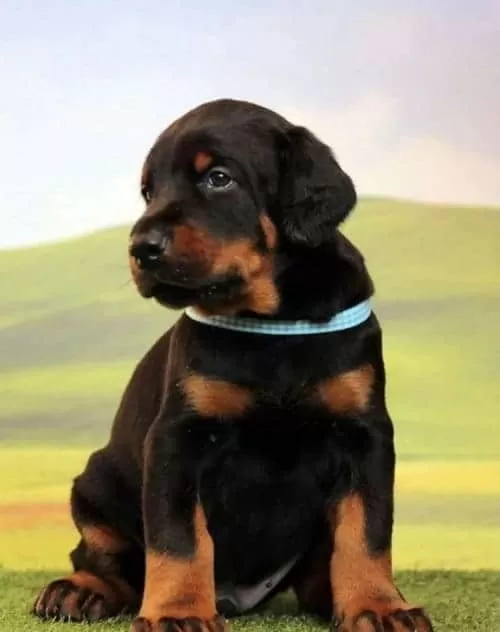 Üst Düzey Doberman Yavruları