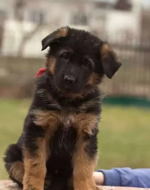 Irk Ve Sağlık Garantili Alman Çoban Köpeği