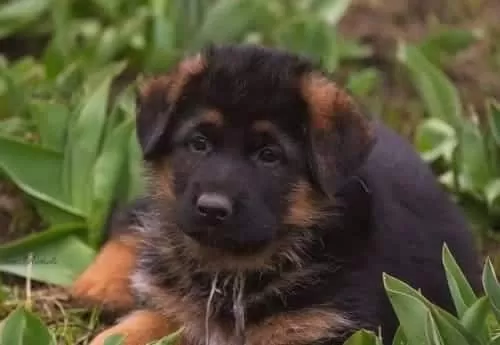 Irk Ve Sağlık Garantili Alman Çoban Köpeği