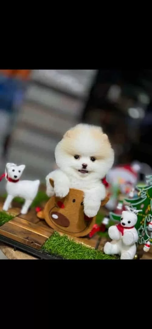 Kalın Pati Gülen Surat Pomeranian boo