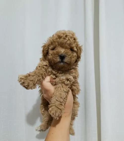 Red Toy Poodle Sevimli Yavrular