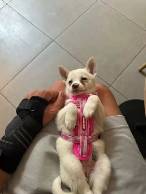 Chihuahua Yavruları, Erkek Ve Dişi