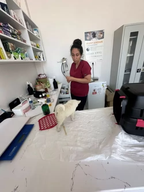 Chihuahua Yavruları, Erkek Ve Dişi
