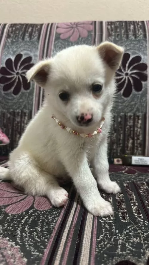 Chihuahua Yavruları, Erkek Ve Dişi