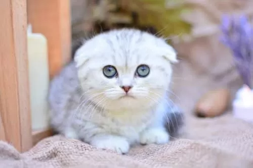 Gümüş Çizgili Ns24 Scottish Fold Shorthair
