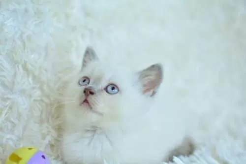 Harika Mavi Göz Blue Point British Shorthair