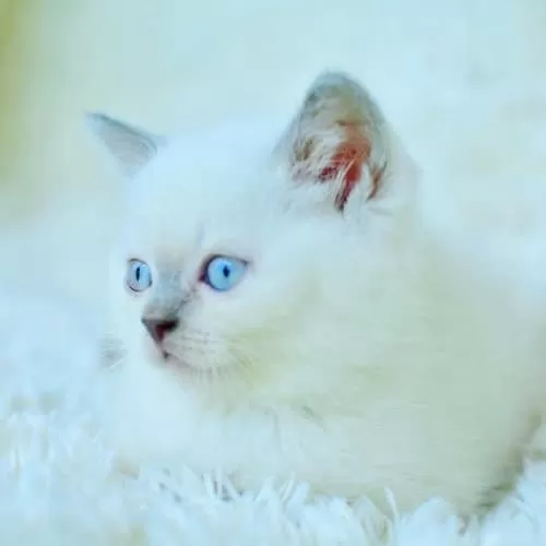 Harika Mavi Göz Blue Point British Shorthair
