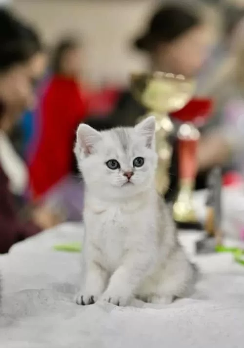 Muhteşem Çizgileriyle Ns24 British Shorthair