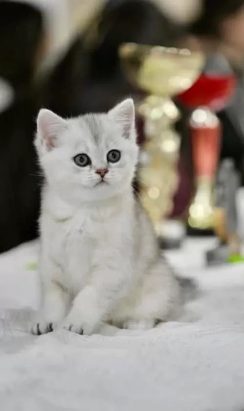 Muhteşem Çizgileriyle Ns24 British Shorthair