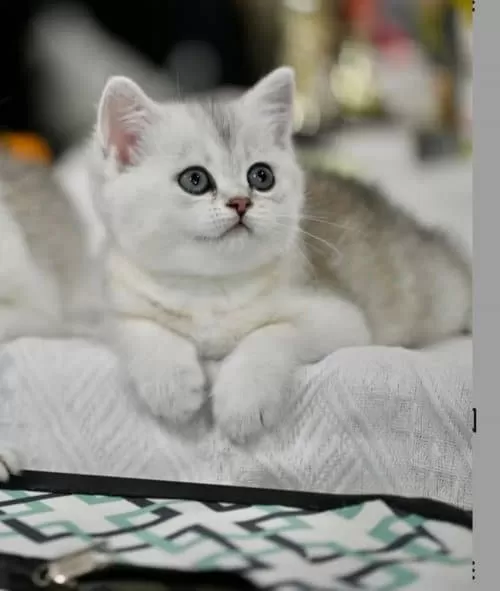 Muhteşem Çizgileriyle Ns24 British Shorthair
