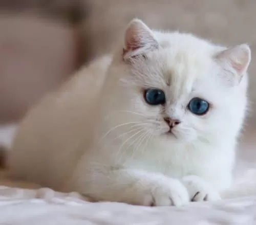 Kar Beyaz Mavi Göz Ns1133 British Shorthair