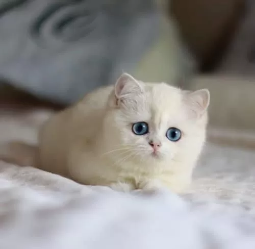 Kar Beyaz Mavi Göz Ns1133 British Shorthair
