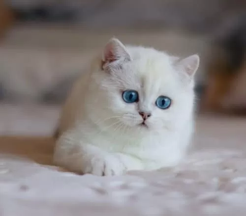 Kar Beyaz Mavi Göz Ns1133 British Shorthair